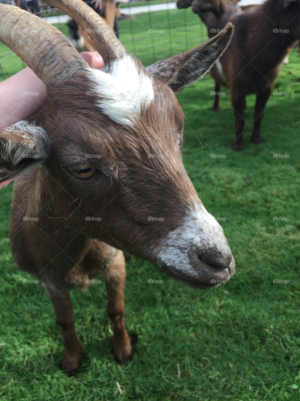 I went to a Billy Goat Ice Cream “yoga with goats” event. 