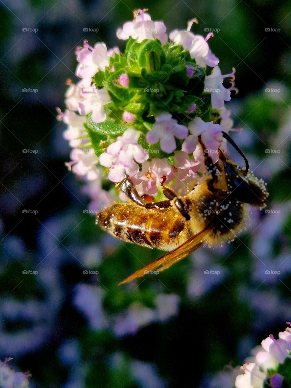 bee collecting pollen