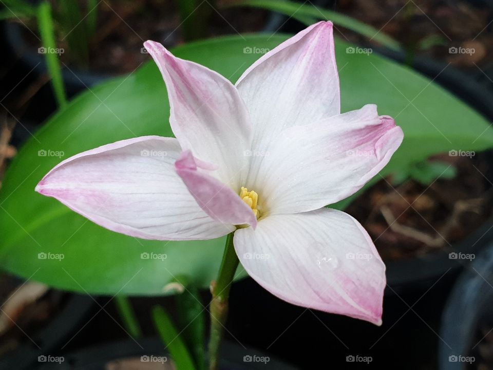 beautiful white pink flowers