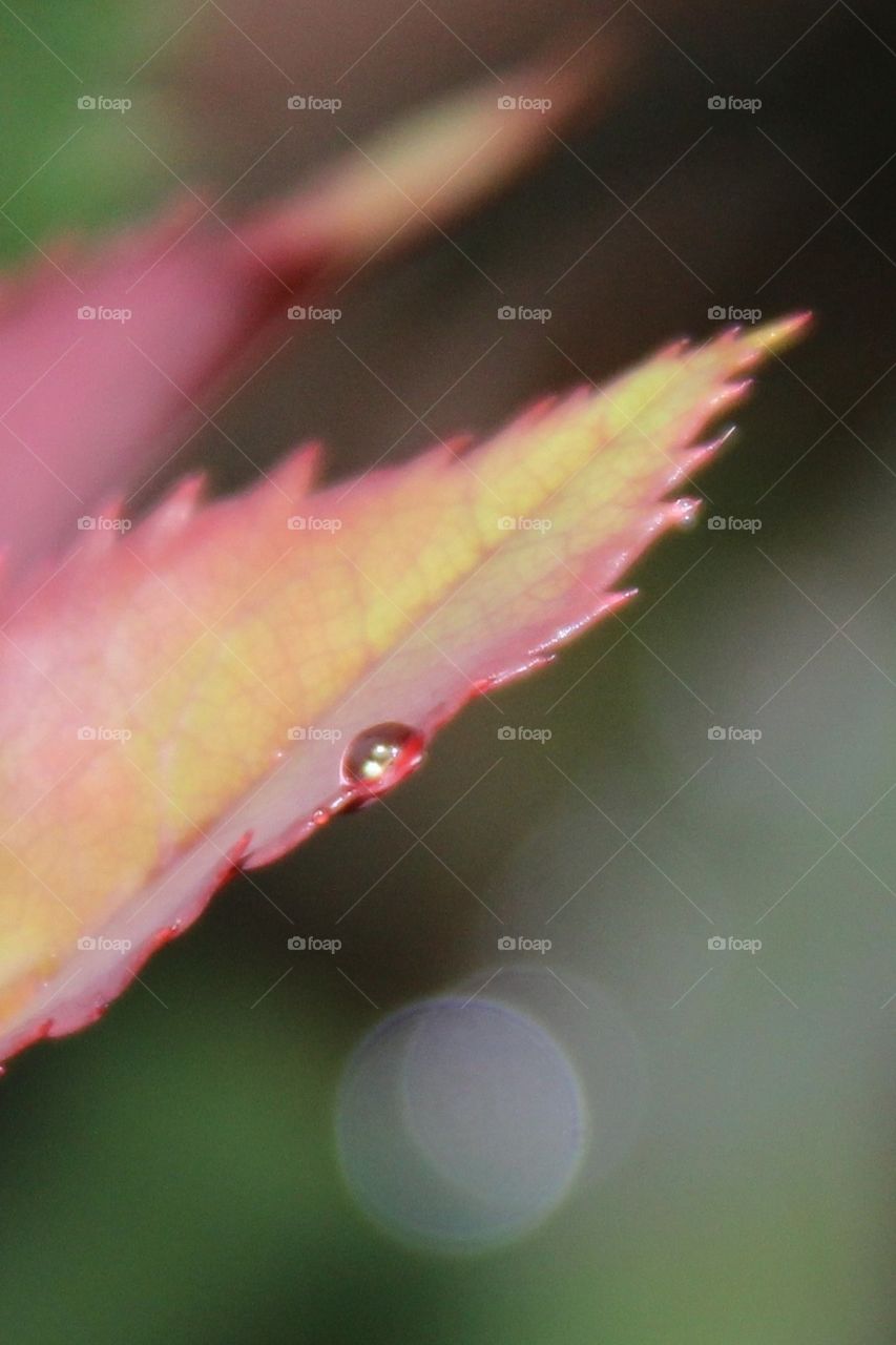Drop on Red-edge Leaf