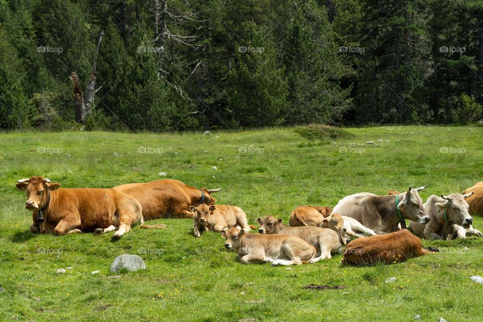 vacas reposando
