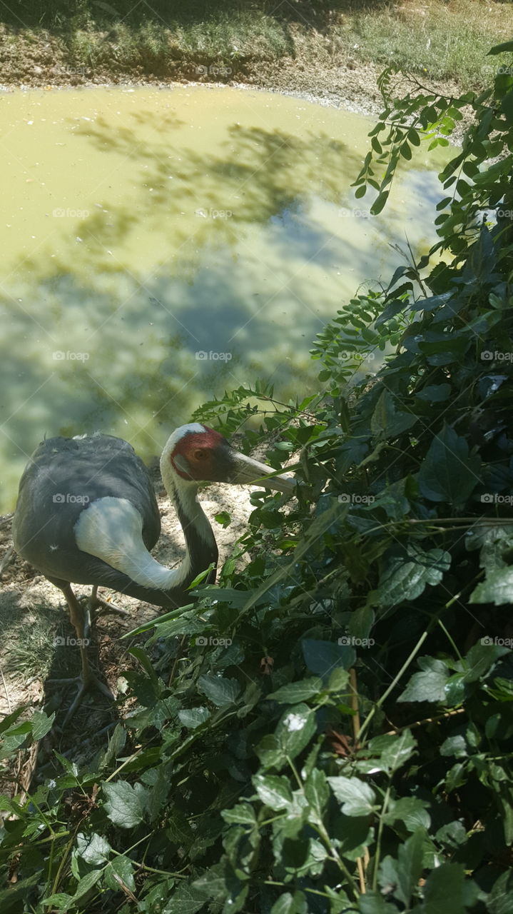 Bird, Nature, No Person, Outdoors, Water