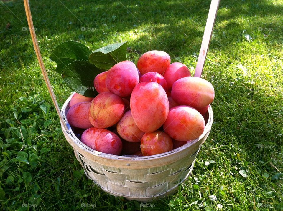 Basket with fresh harvested red Victoria plums.