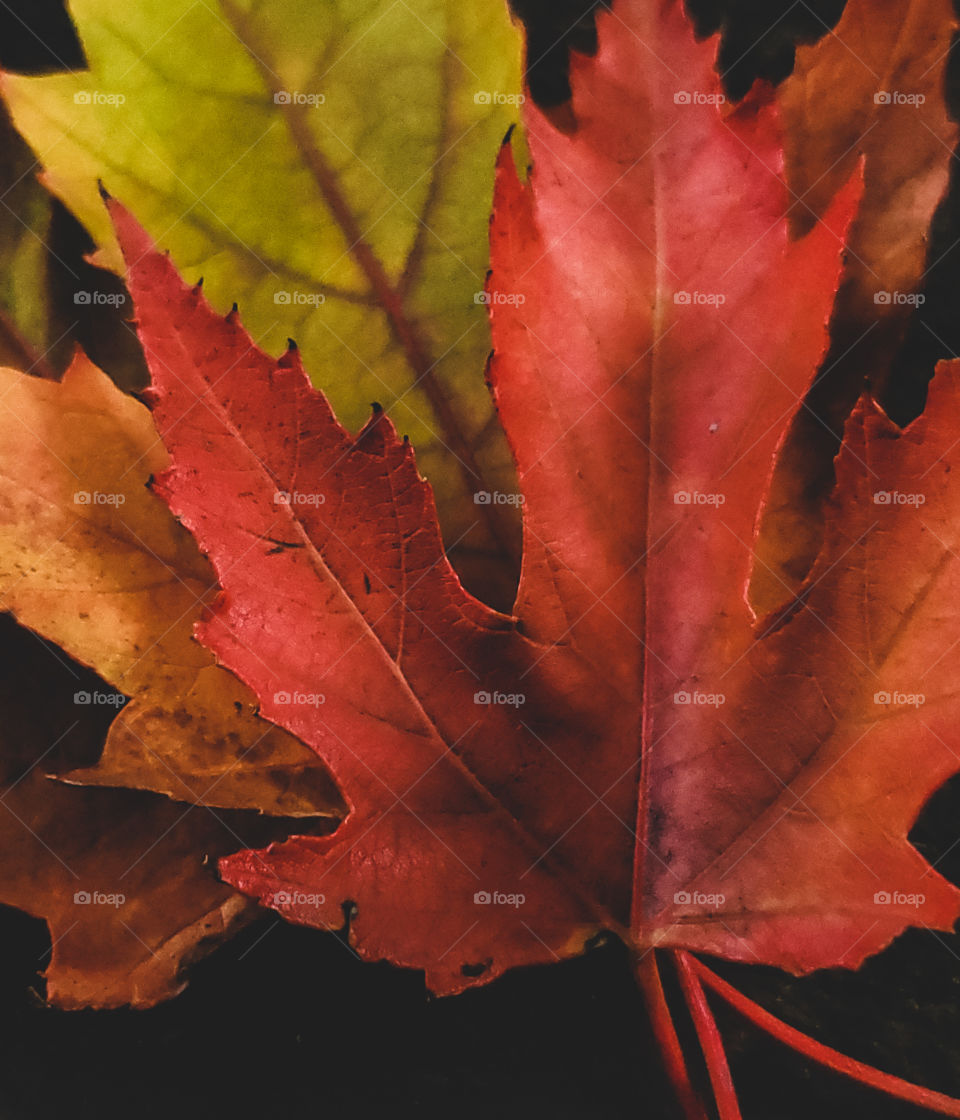 Mother nature paints the landscape with vibrant color. Before a long Winters is nap.