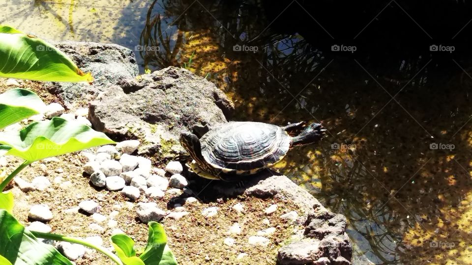 turtle sunbathing