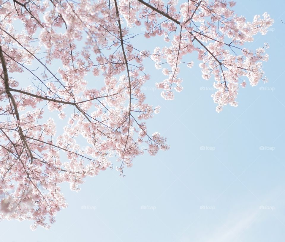 Cherry blossom and the blue sky 