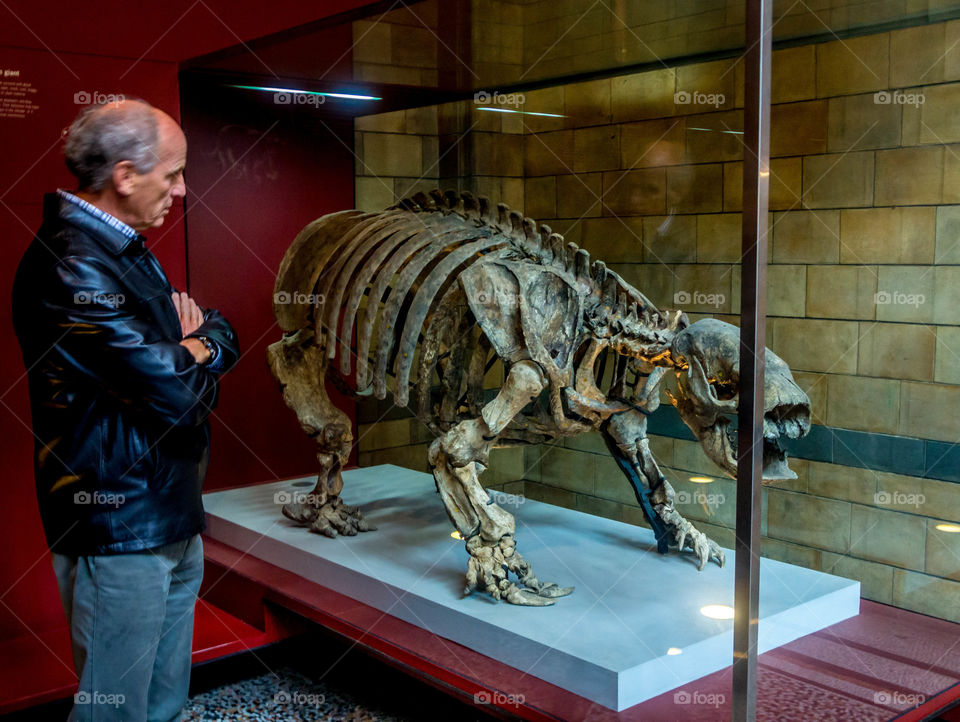 The exhibit . Man looking at exhibited skeleton 