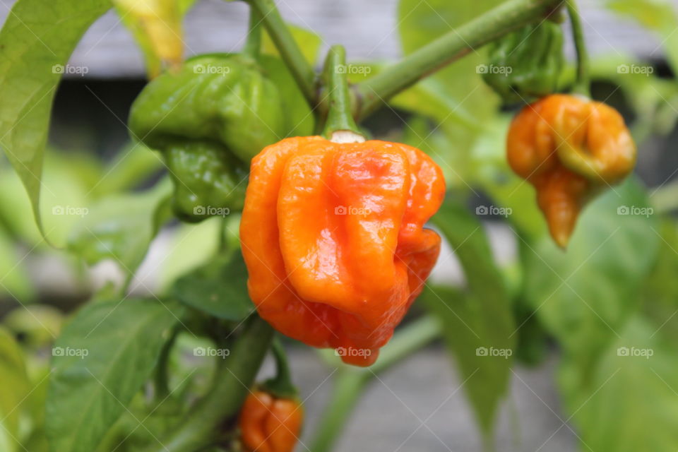 Chilli peppers 
