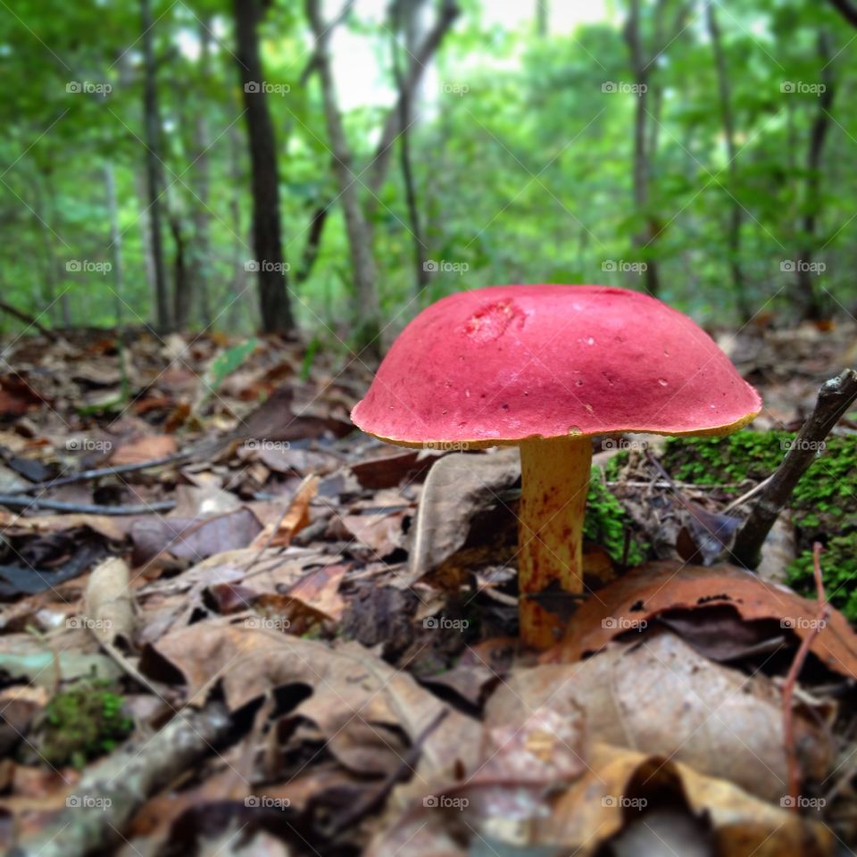 Red  mushroom in the forest