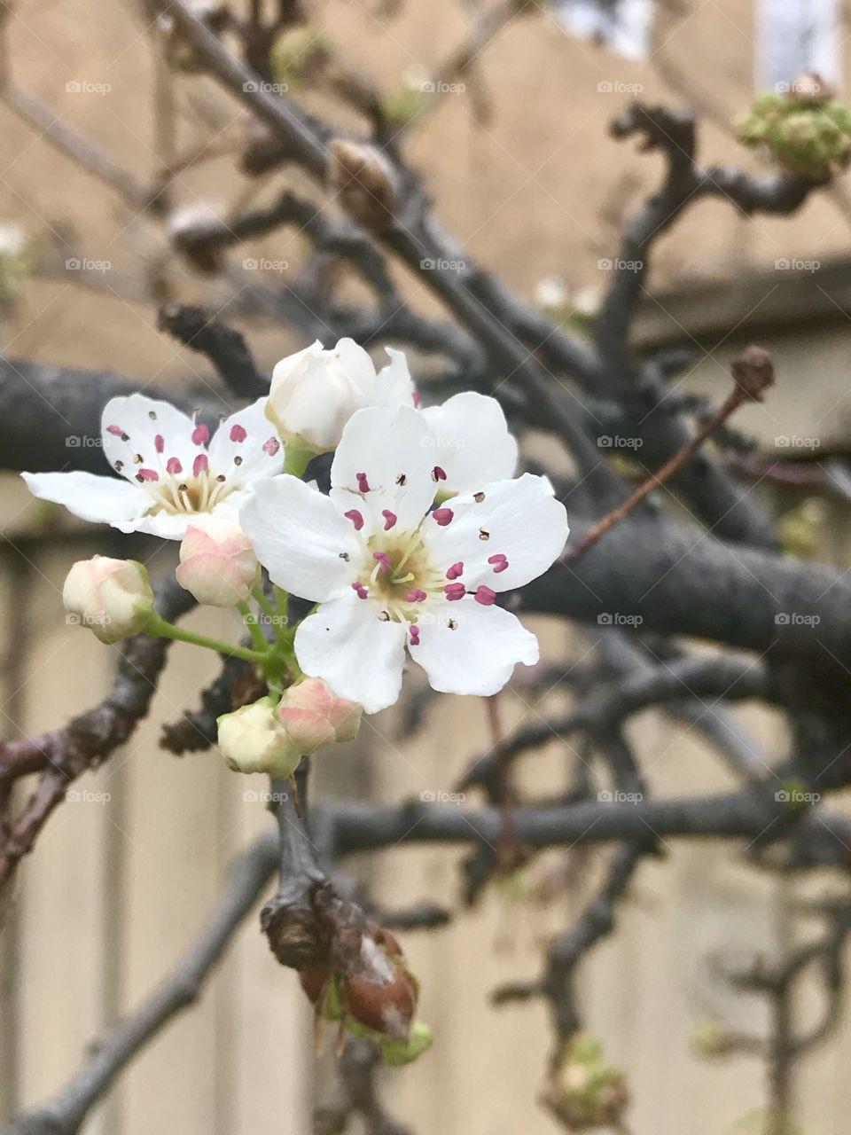 A beautiful white and pink flower in bloom on the tree branch outside in nature on a spring morning. USA, America 