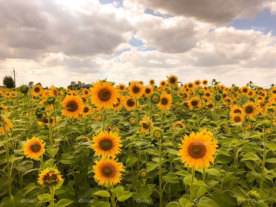 Sunflowers