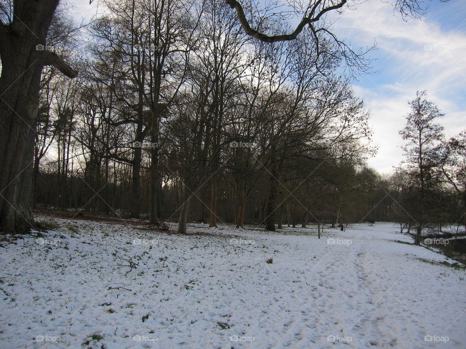 Winter, Snow, Tree, Landscape, Cold