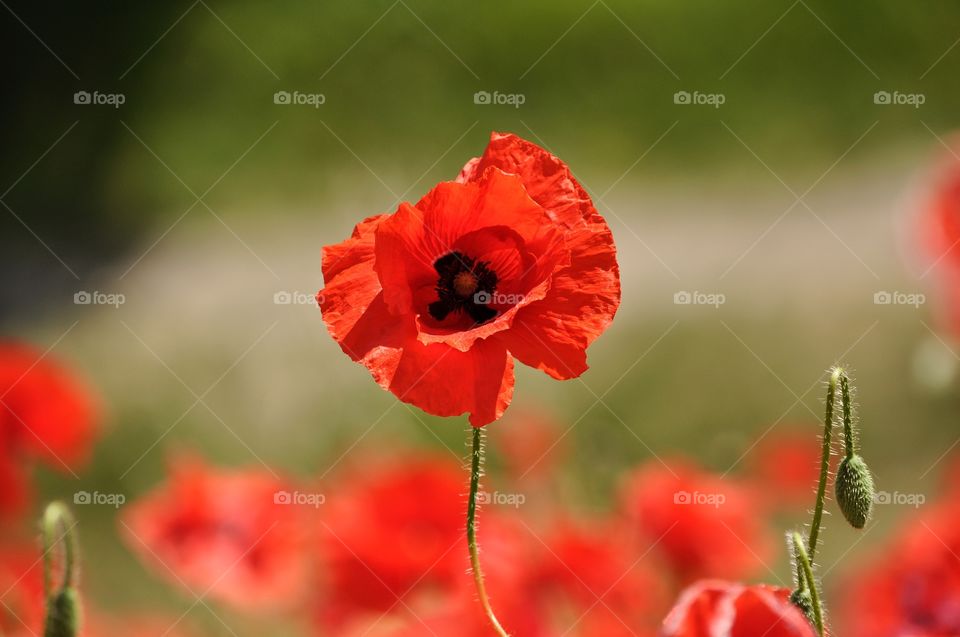 Poppy, Flower, Nature, No Person, Field