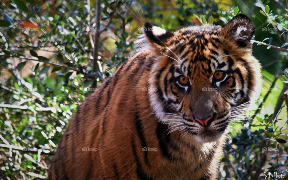 Tiger cub, non edited 