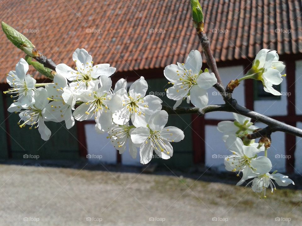 Spring time and plum blossom