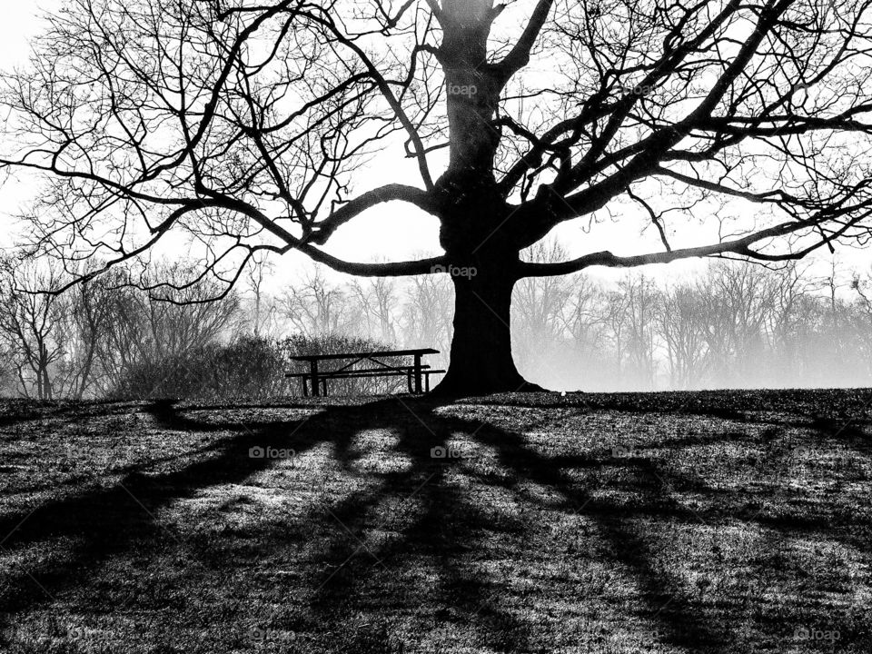 Tree at Dawn