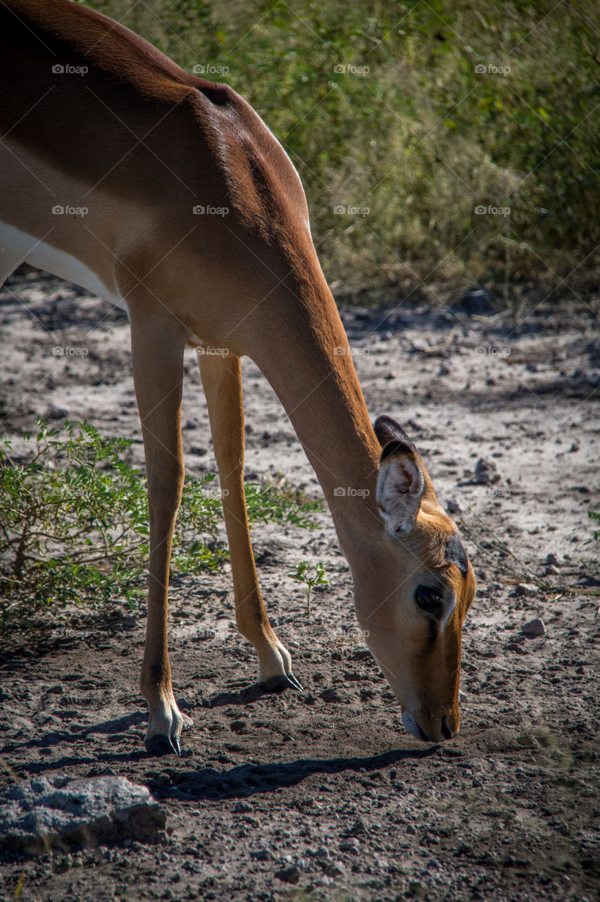 Wildlife 