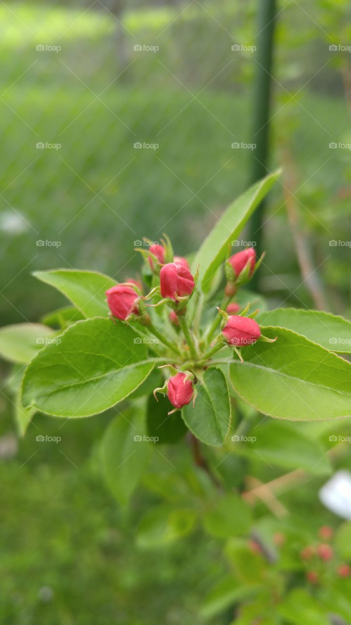 Crab apple tree blossoms 2