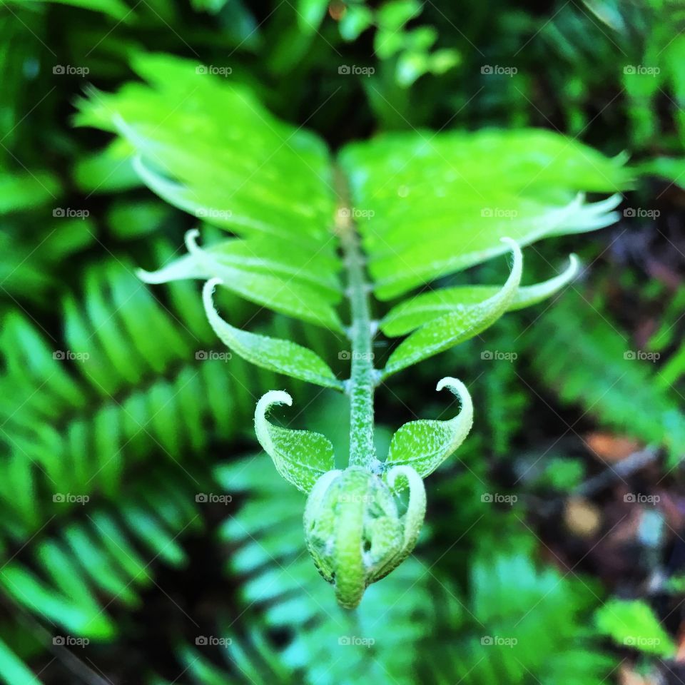 Fern close-up