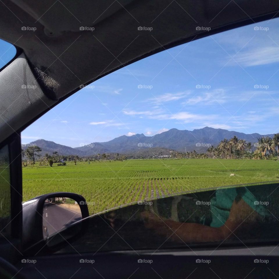 Rice fields, view from the car on a road trip