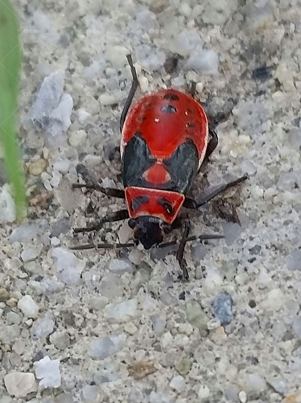 man bug. cucumber beetle