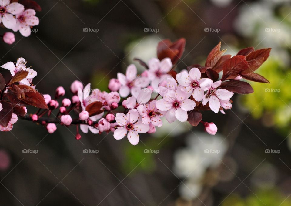 Flower, Branch, Flora, Nature, Garden