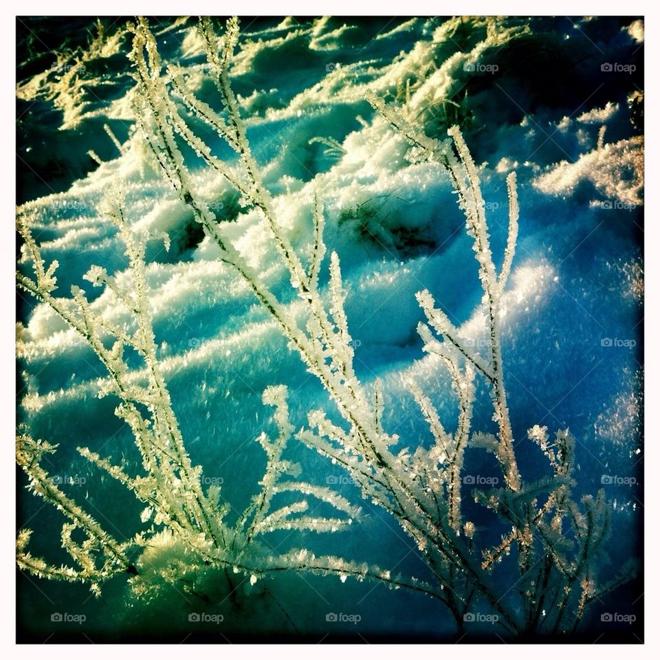 Frost
