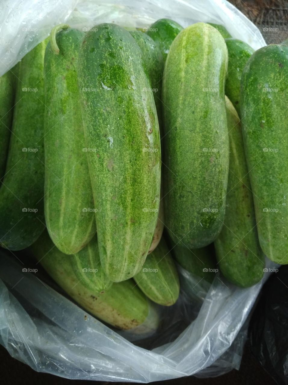 cucumber green round shape vegitable mostly use for salad and mixed with other vegitable