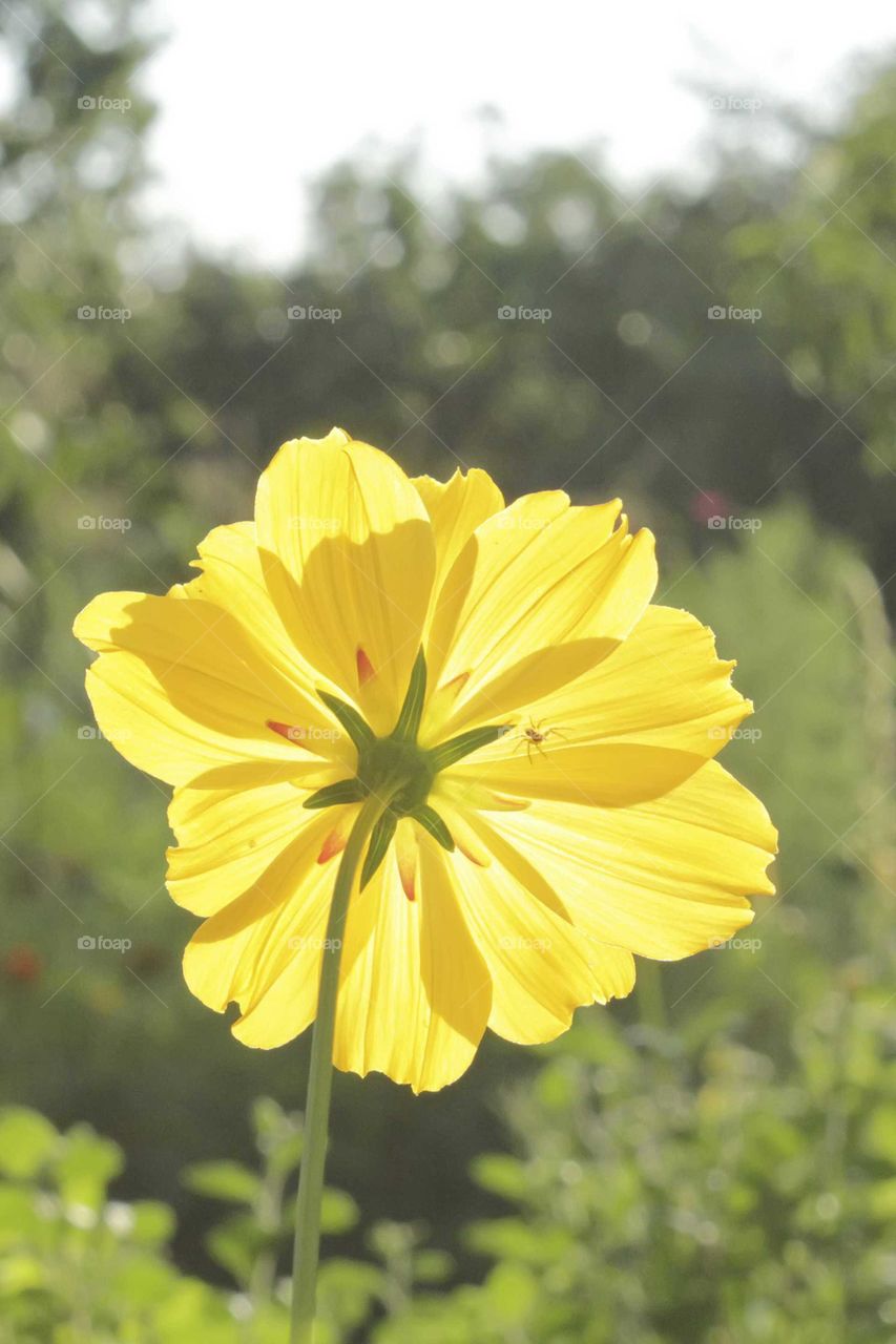 Flower in the sun light