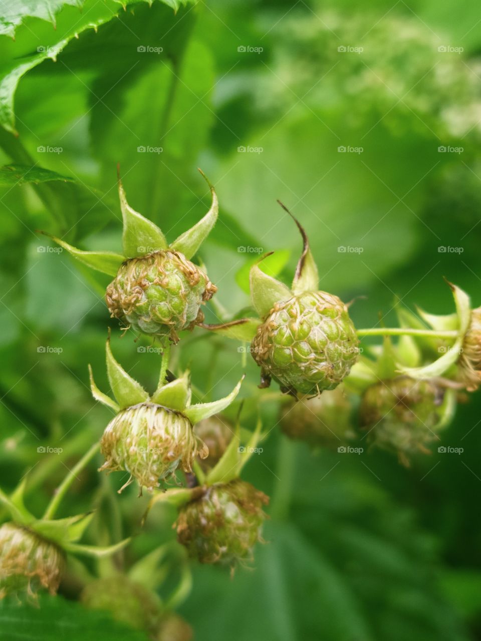 Green berries of wild raspberry