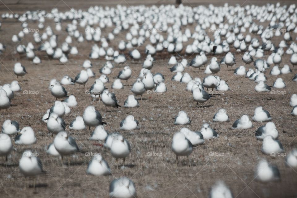 Land of Seagulls