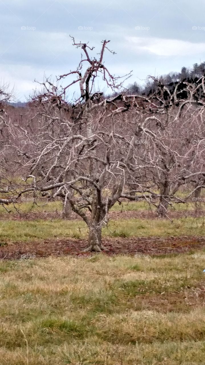 Sleeping Apple trees taking a winter break