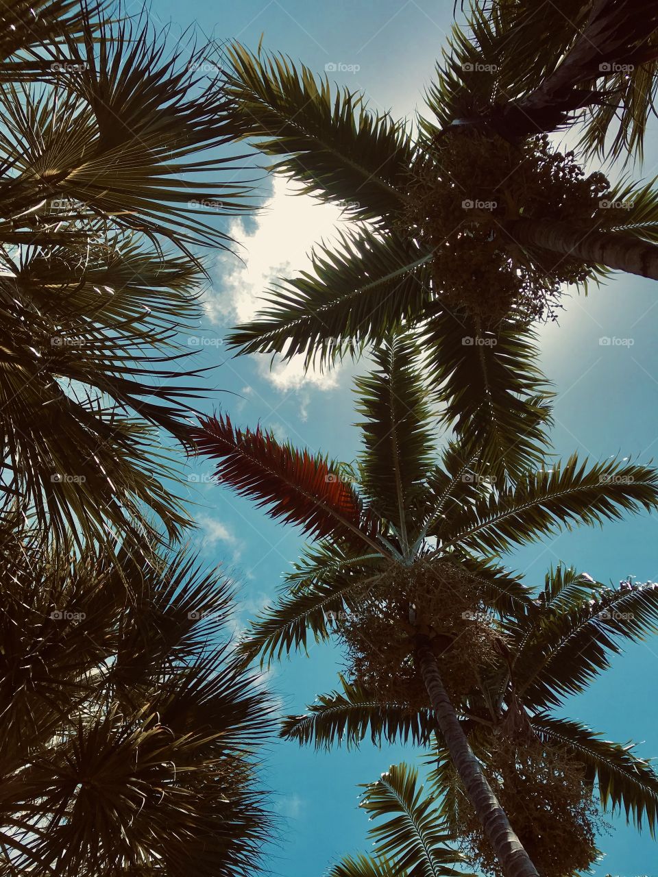 Underneath the palm tree 