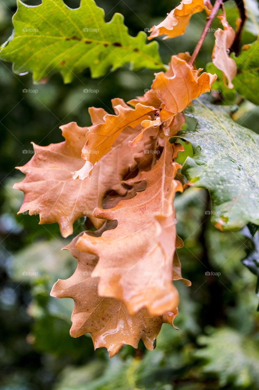 Oak leaves