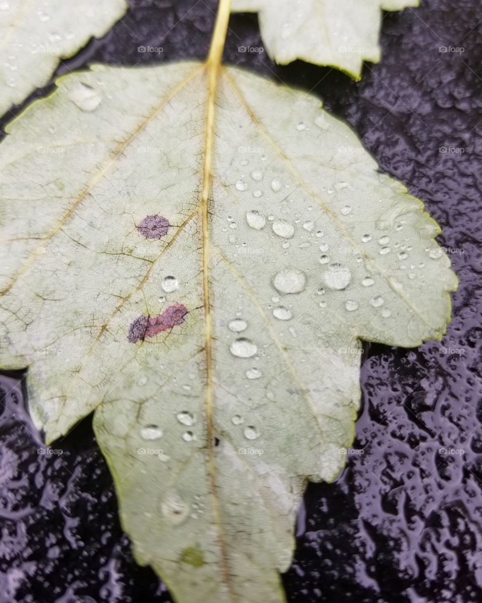 Ink droplets or wine stained