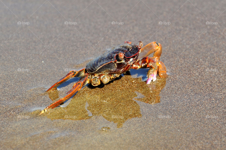 Beach, Sand, Sea, Shell, Seashore