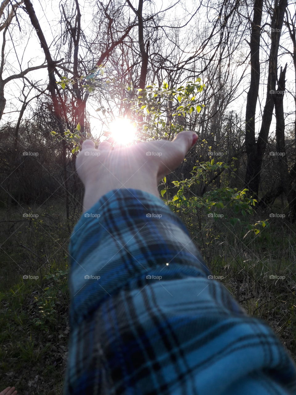 Holding the Woodland Sun
