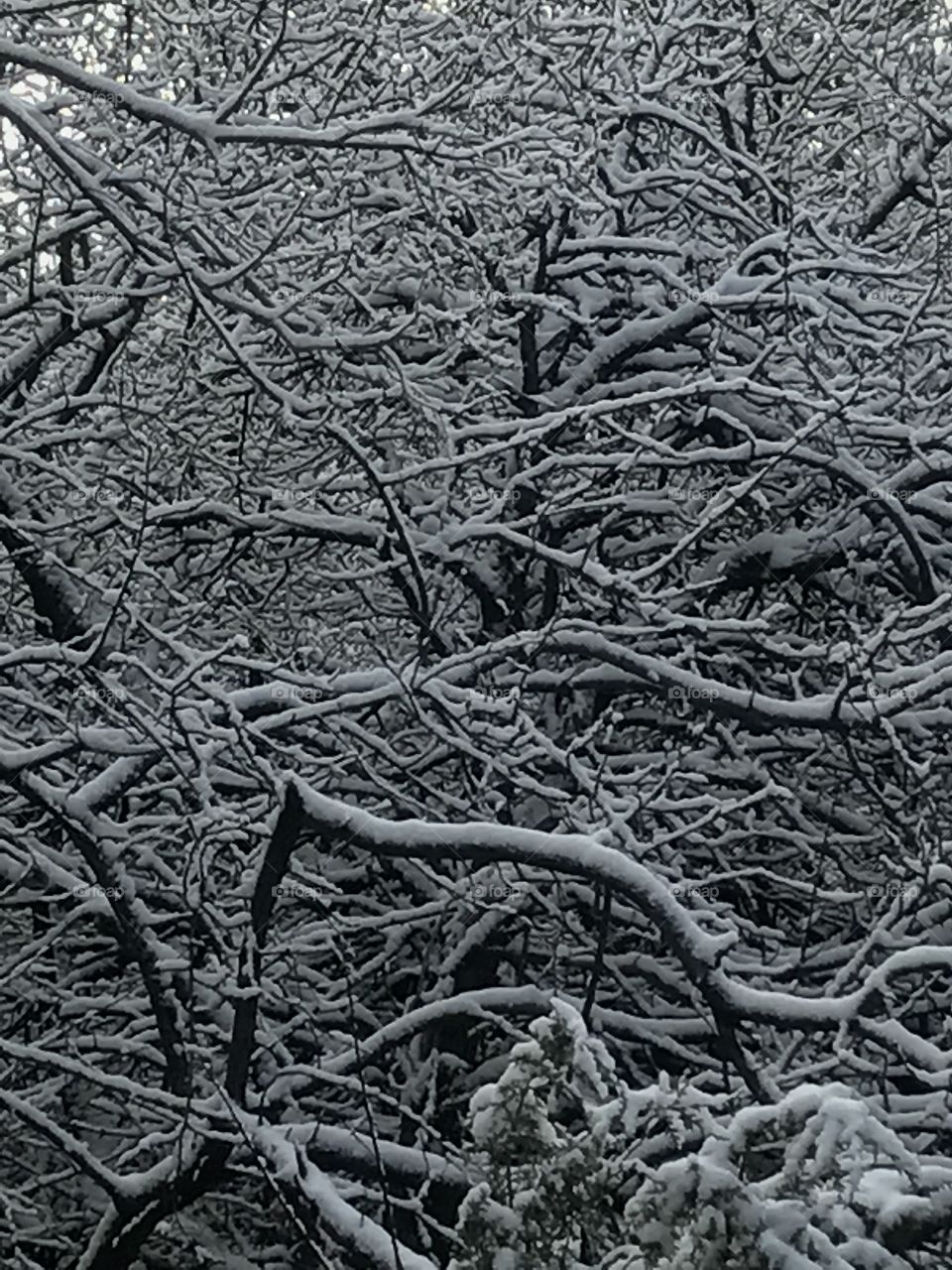 A snowy web of branches