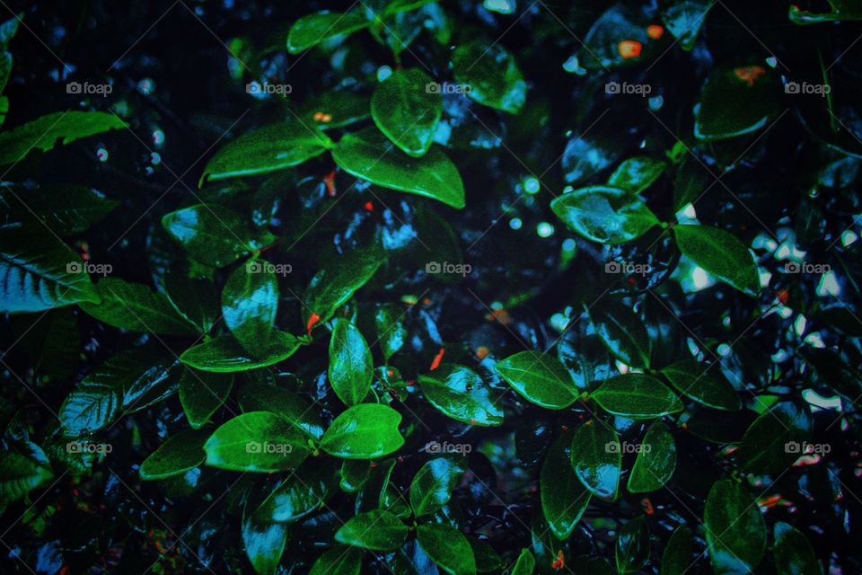 Somewhere in the forest raining