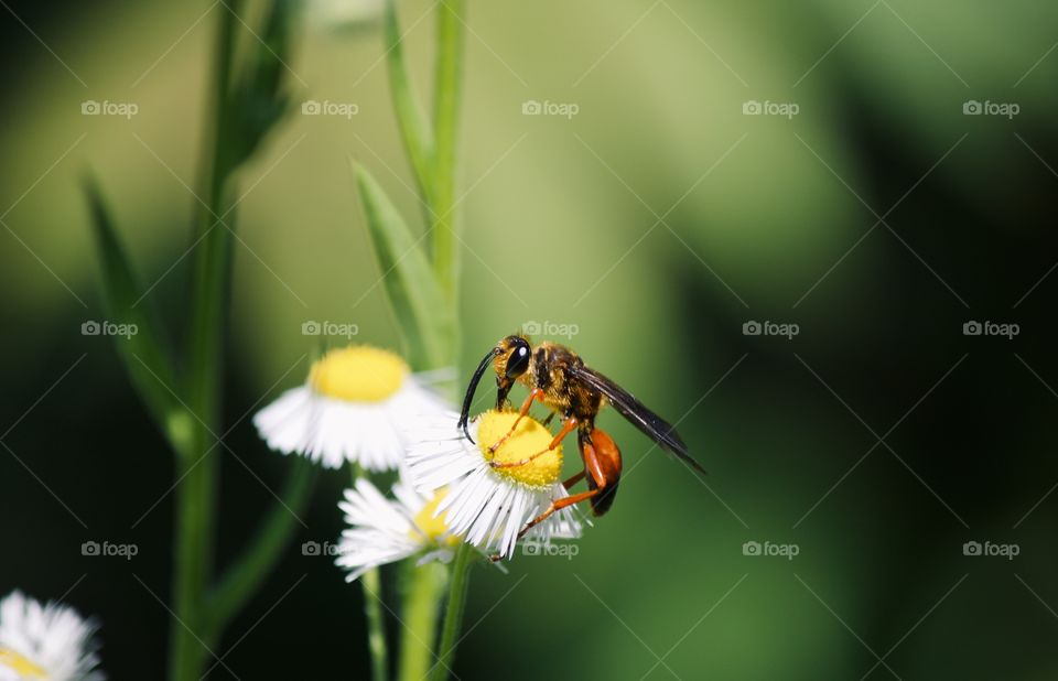 Great Golden Digger Wasp on a white flower 