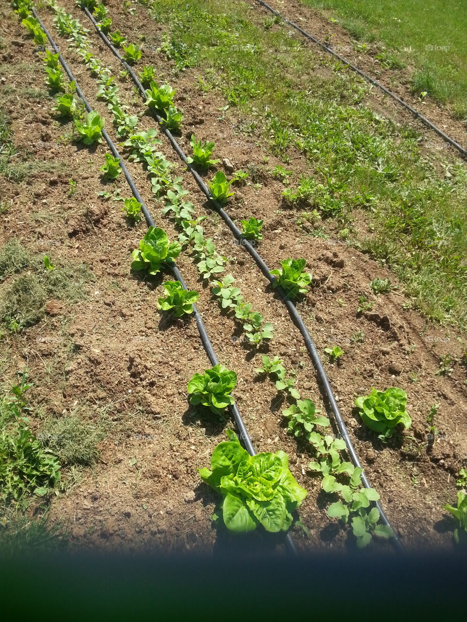 Lettuce row