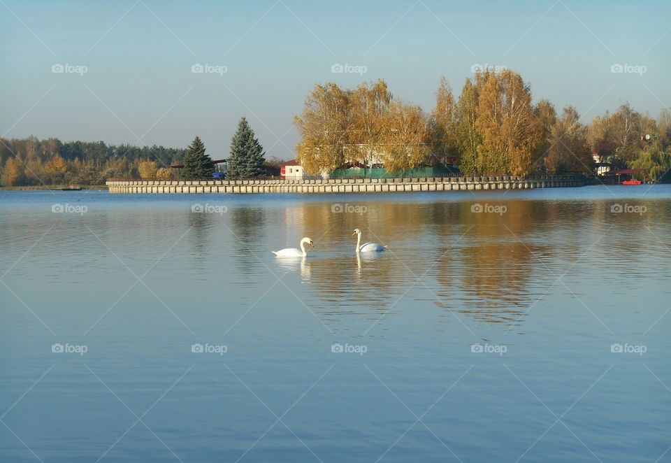 two swans lake landscape