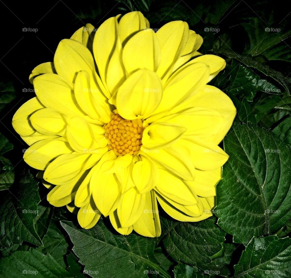 Yellow color season flower blooming between the green leafs