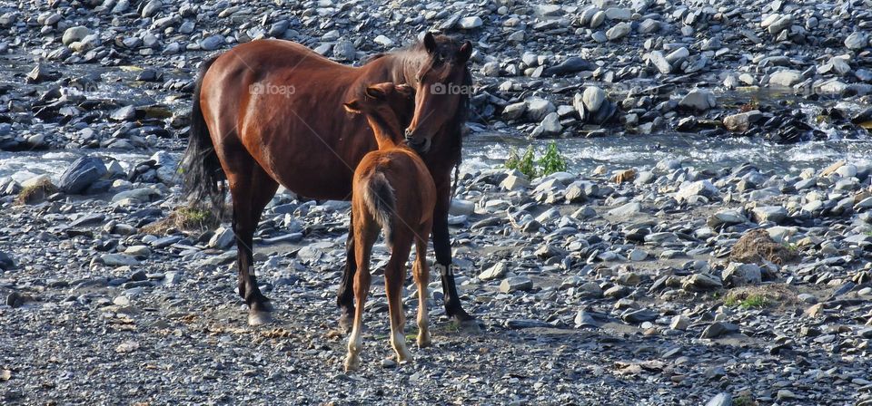 Baby horse with kissing her mother horse