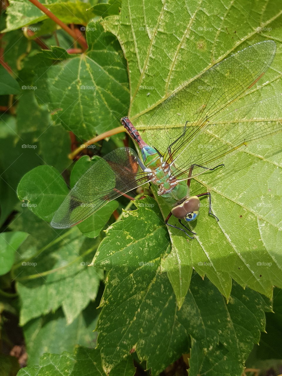 Dragonfly on a leaf