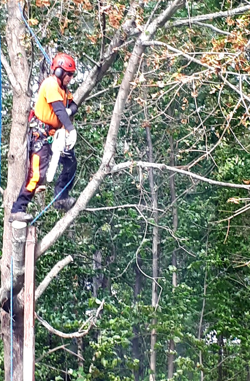 tree cutting