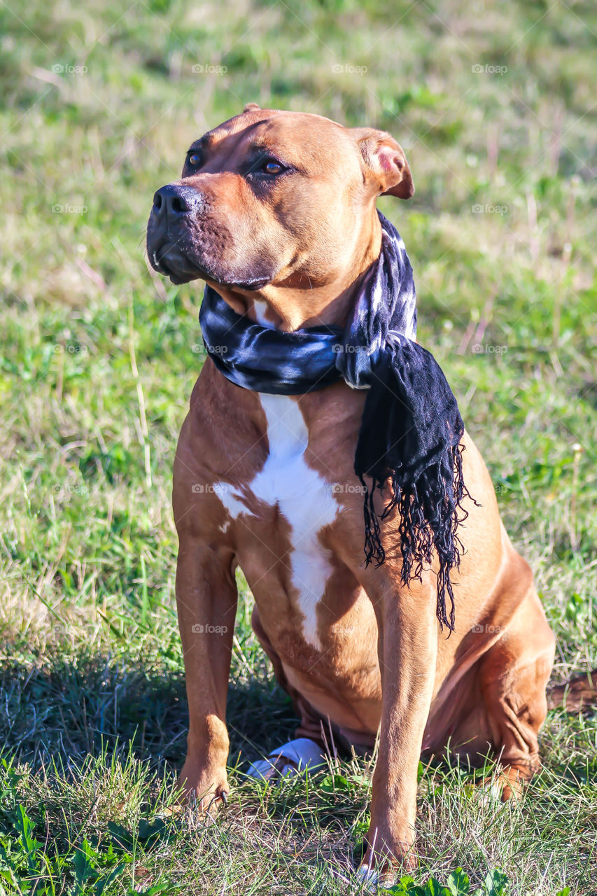 Dog sitting in grass