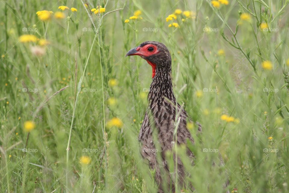 Swansons francolin moving through the bush.
