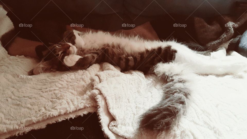 Sleep Maine Coon  Cat Hannibal