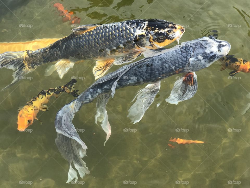 Fish swimming in fountain